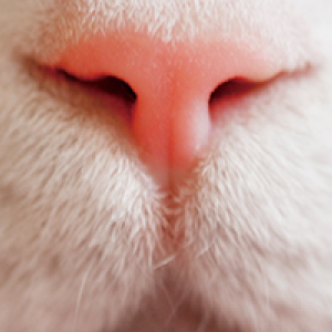 Photo de nez de chat au format JPG, meilleure qualité (zoom 300%)